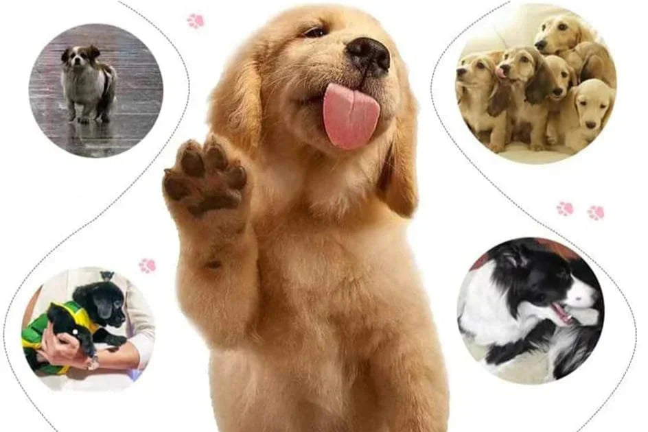 Dog Paw Cleaner